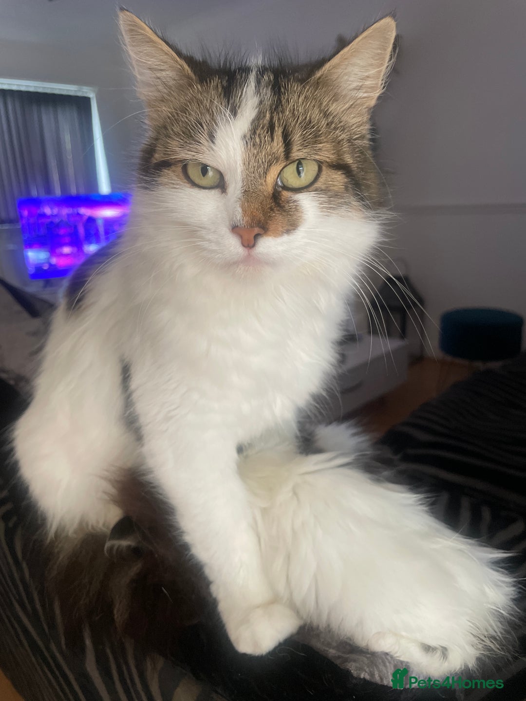 Mixed Breed cats for sale: Domestic mixed breed lil divas  - Image 2