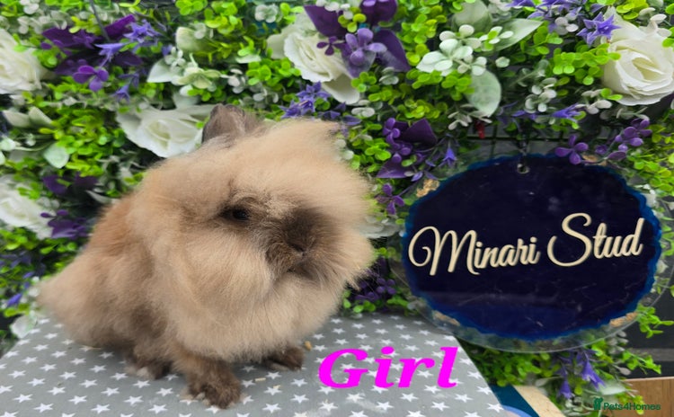 Lionhead rabbits in Gloucester - Advert 6