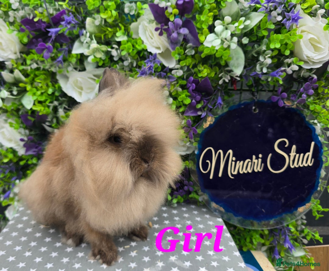 Lionhead rabbits for sale: Purebred lionhead babies available now  in Gloucester - Image 2