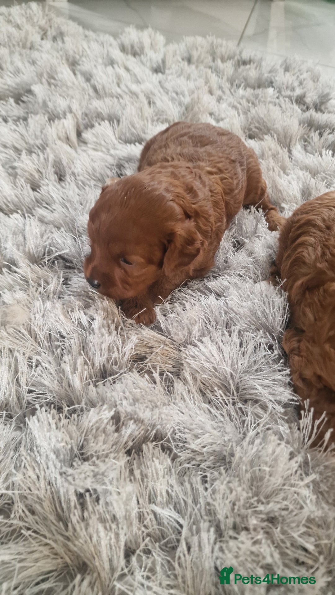 Cavapoo dogs for sale: Cavapoo f1b - Image 6