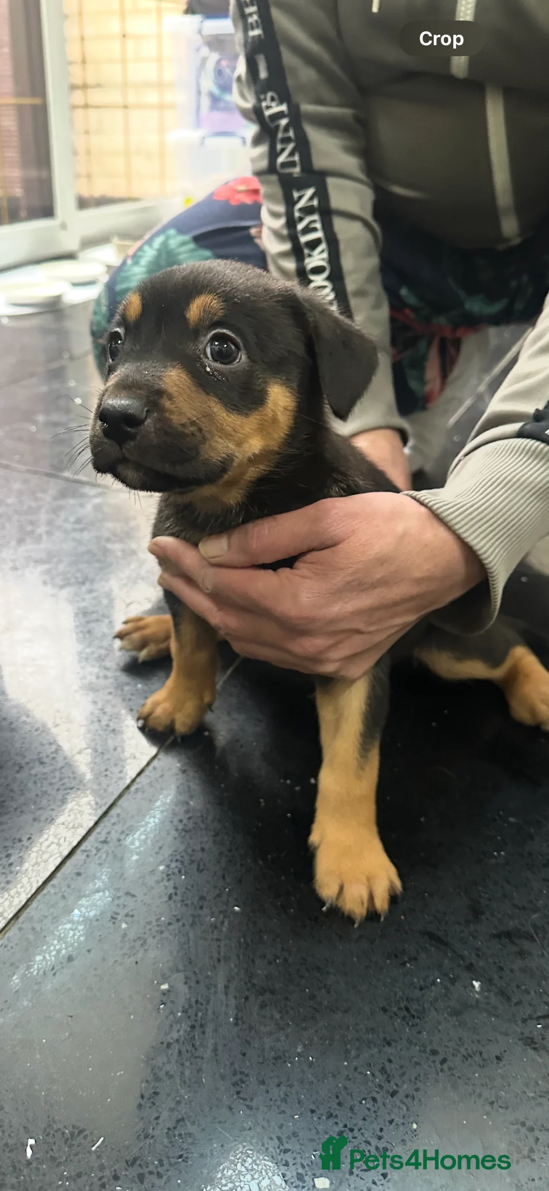 Belgian Shepherd Dog dogs for sale: Bull herder puppies for sale  - Advert 2