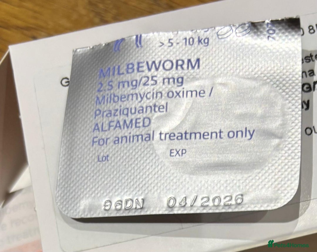 Toy Poodle dogs for sale: ADORABLE ‘ALBERT’ *TOY POODLE*BOY*PUP ready now - Advert 11