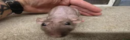 Rat rodents for sale: Dwarf Naked Rats in Witham - Advert 6