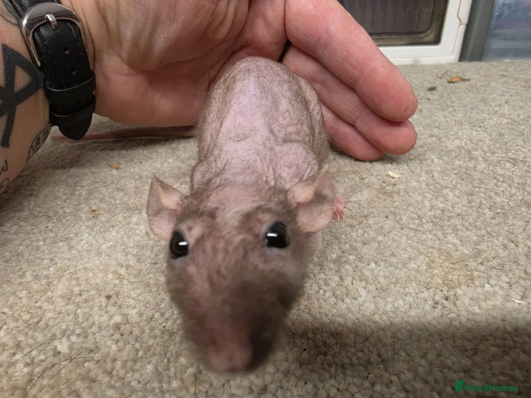 Rat rodents for sale: Dwarf Naked Rats in Witham - Advert 6