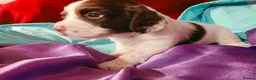English Springer Spaniel dogs for sale: ⭐️ KC Home Reared Tested Springer Pups ⭐️ - Advert 22