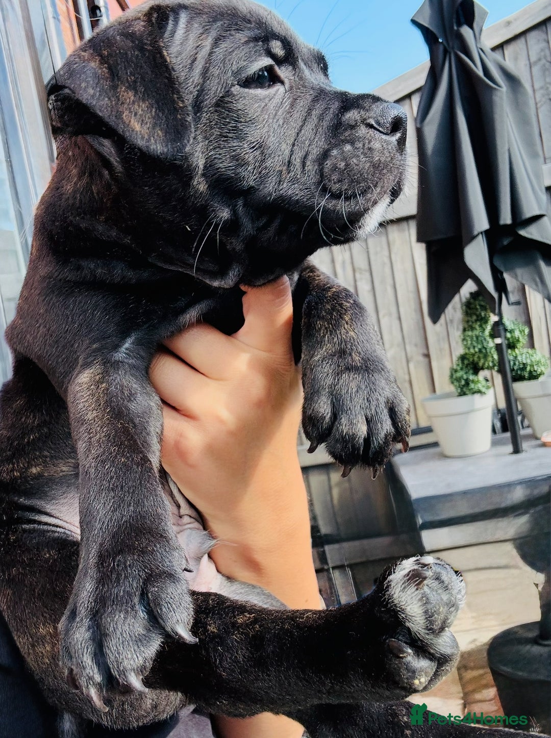 Staffordshire Bull Terrier dogs for sale: Pharaon bloodline KC reg Puppy  - Image 1
