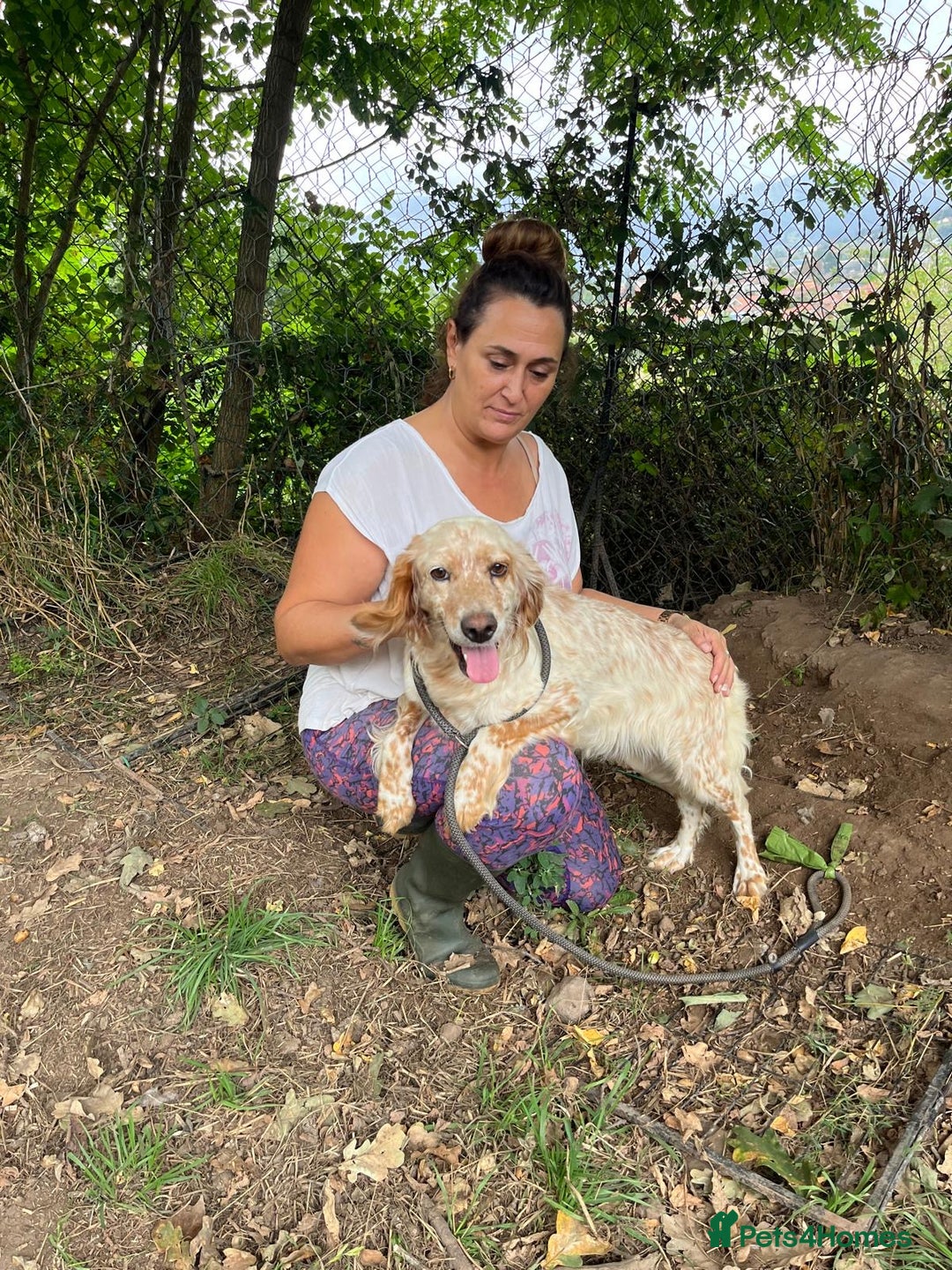 English Setter dogs for adoption: Quba  - Image 2