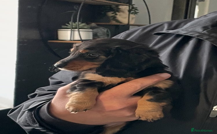 Miniature Dachshund dogs Stunning KC Reg Long Hair Mini Dachshund Puppies - Advert 14