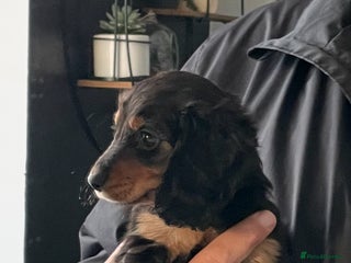 Miniature Dachshund dogs Stunning KC Reg Long Hair Mini Dachshund Puppies - Advert 7