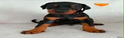 Dobermann dogs for sale: KC REGISTERED - DOBERMAN PUPPIES - Advert 24