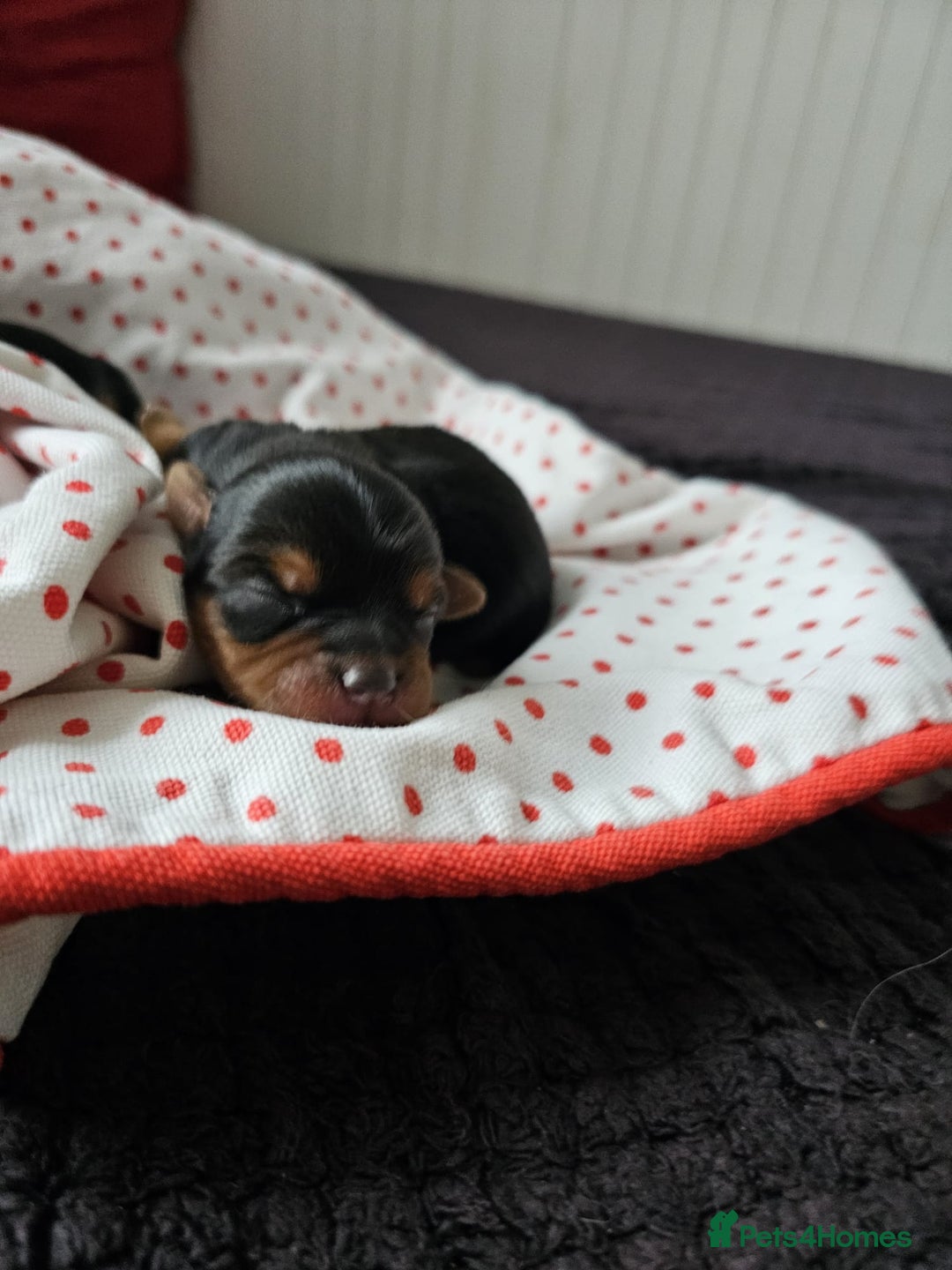 Yorkshire Terrier dogs for sale:  Yorkshire terriers🐶Kc.reg.💙1 BOY available 🧡💚 - Image 9