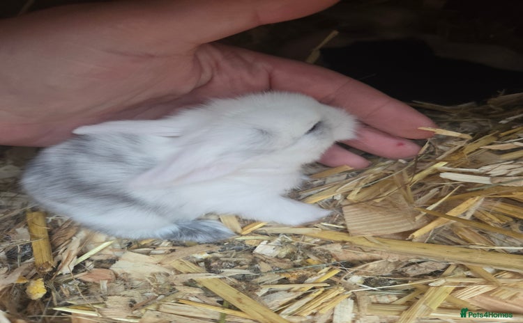 Mini Lop rabbits - Advert 11