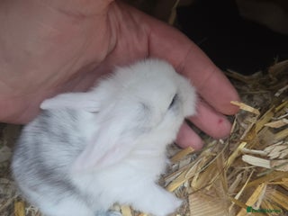 Mini Lop rabbits - Advert 14