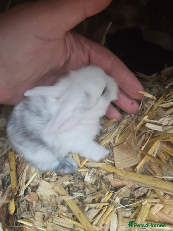 Mini Lop rabbits - Advert 4