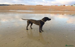 Mixed Breed dogs for sale: Vizsla x Lab  - Image 2