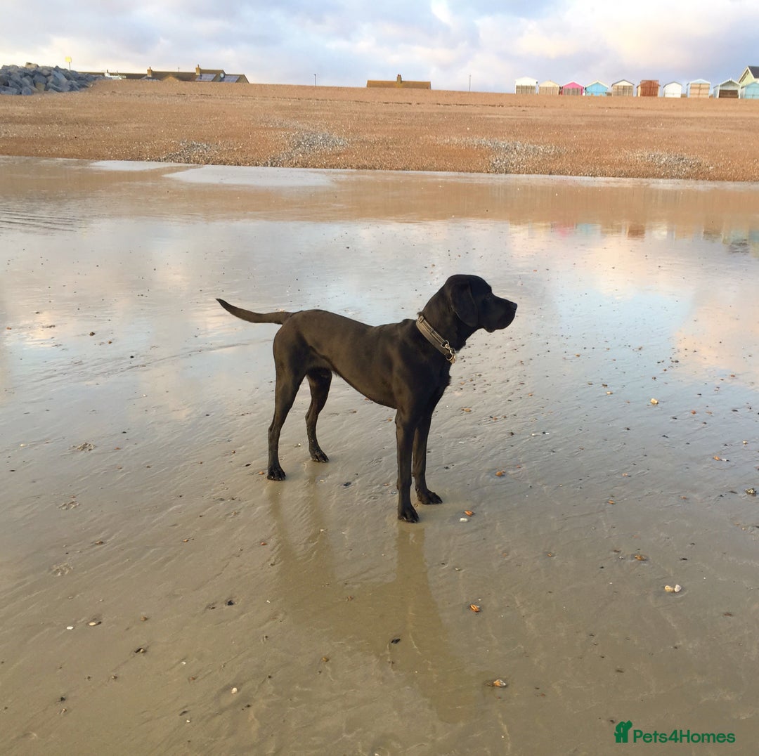 Mixed Breed dogs for sale: Vizsla x Lab  - Image 2