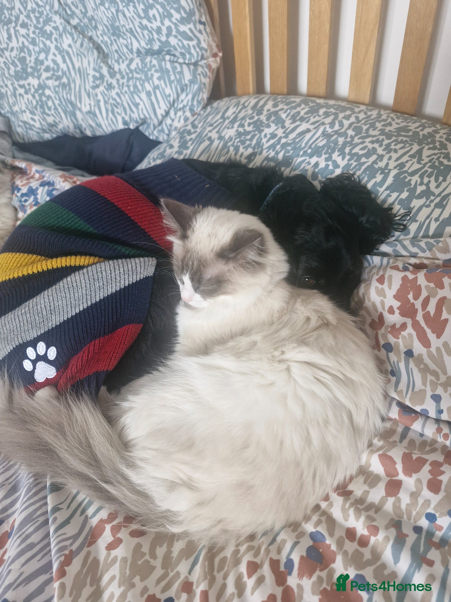 Ragdoll cats Two Ragdolls brothers looking for a loving home - Advert 2