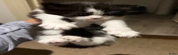 British Longhair cats for sale: One kitten left  - Advert 6