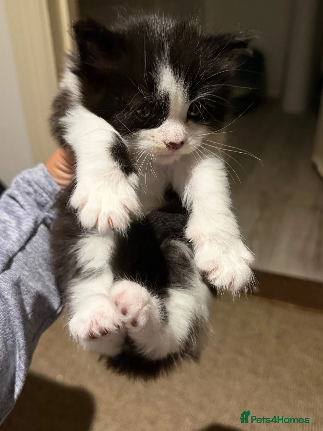 British Longhair cats for sale: One kitten left  - Advert 6