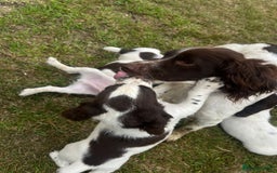 English Springer Spaniel dogs for sale: Pretty puppies with working parents ready now - Image 6