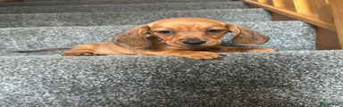 Miniature Dachshund 3