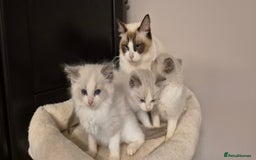 Ragdoll cats for sale: 3 Tica Registered Males For Sale - Image 2