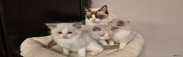 Ragdoll cats for sale: 1 Male Tica Registered Available. Ready Now - Advert 4