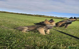 Mixed Breed dogs for sale: Male mali x GSD - Image 8
