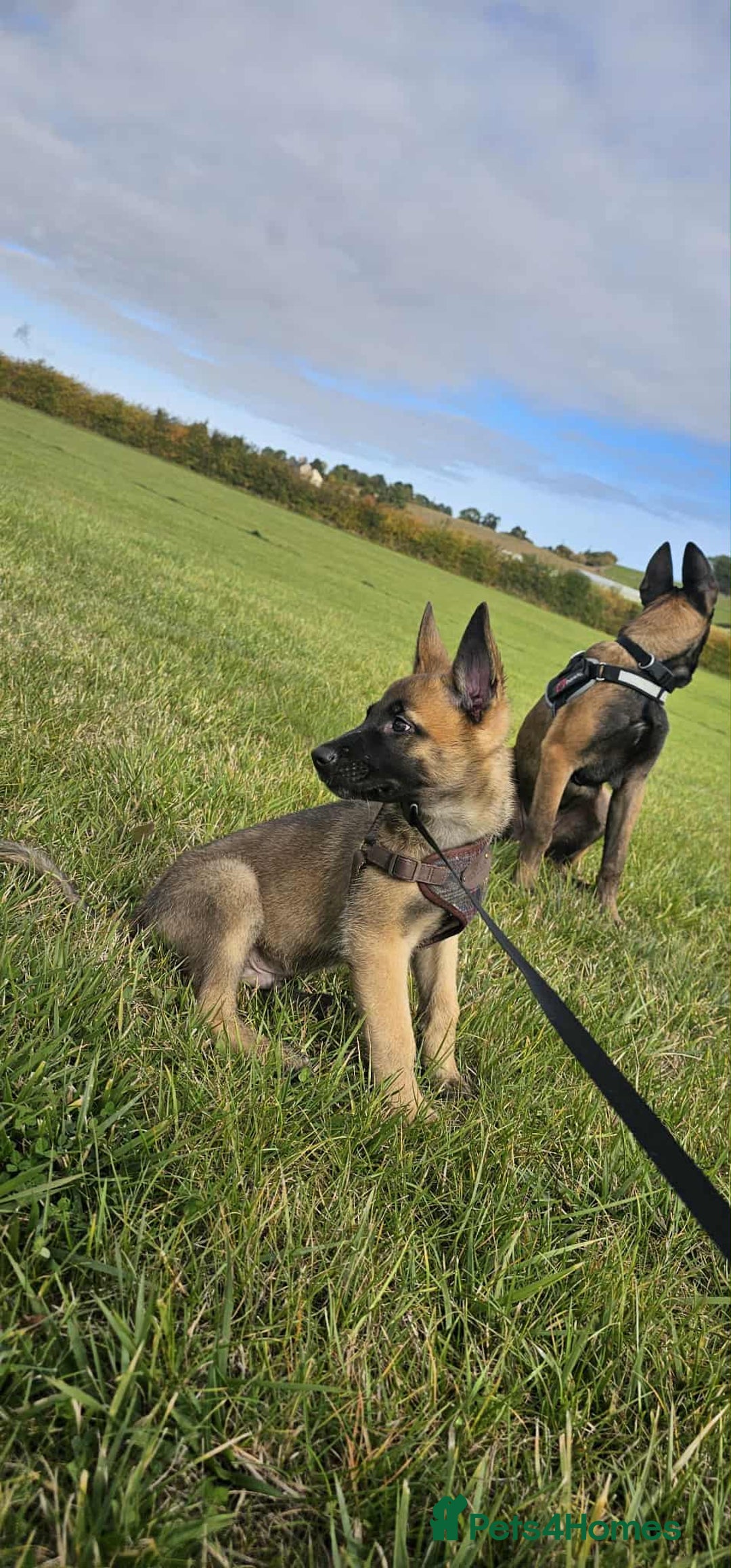 Mixed Breed dogs for sale: Male mali x GSD - Image 8