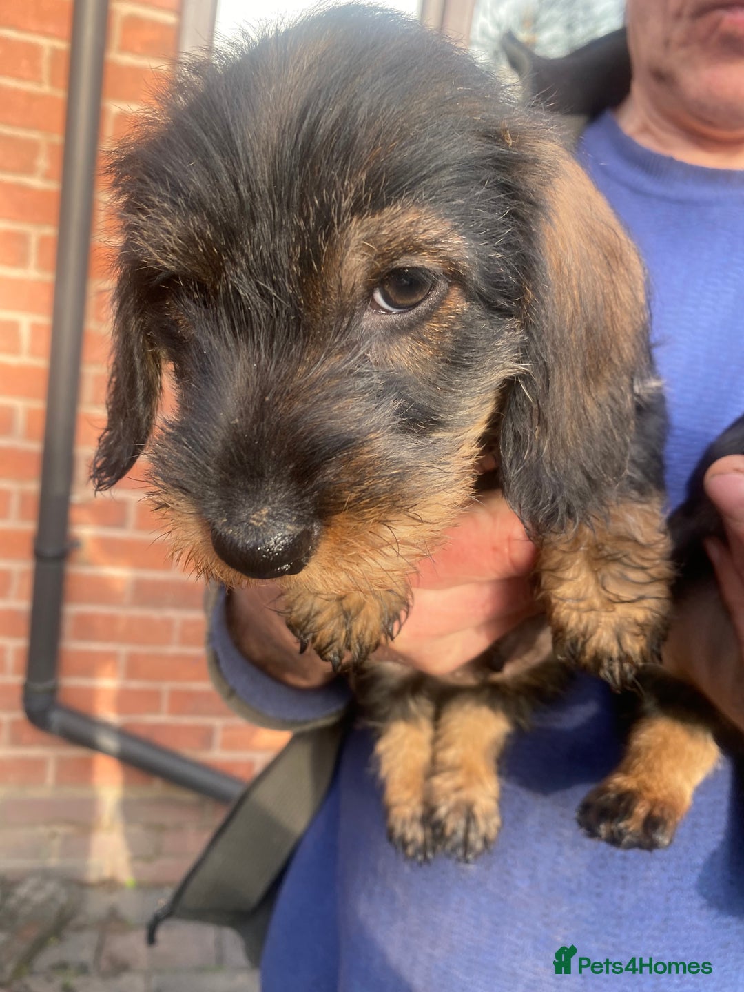 Dachshund dogs for sale: Daschund/Tekkel wired coated  - Advert 4