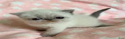 Exotic cats for sale: Colourpoint Exotic Shorthair Kittens  - Advert 16