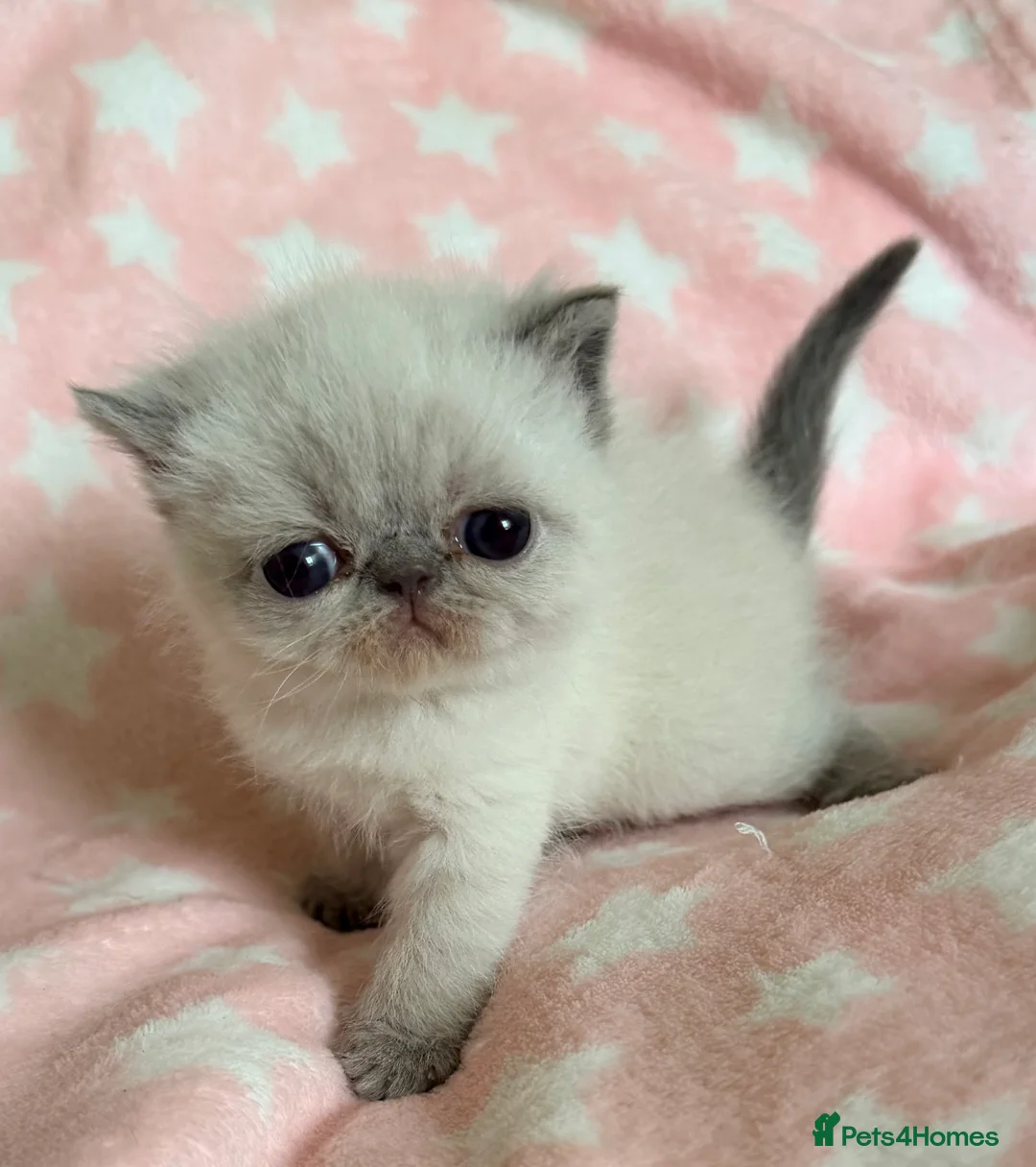 Exotic cats for sale: Colourpoint Exotic Shorthair Kittens  - Advert 16