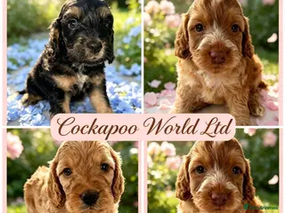 Cockapoo dogs DNA CLEAR, stunning Cockapoos - Advert 2