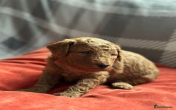 Mixed Breed dogs for sale: Poochon x Maltipoo puppies - Image 11