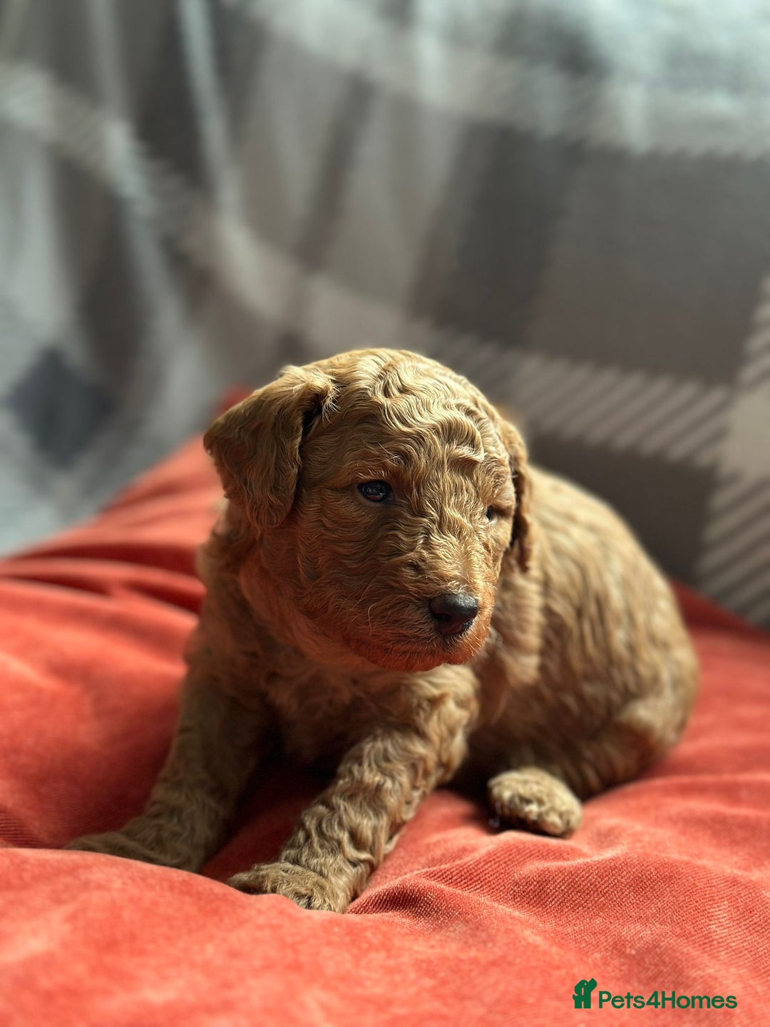 Mixed Breed dogs for sale: Poochon x Maltipoo puppies - Image 11