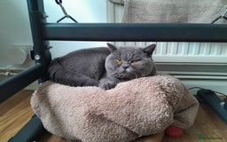 British Shorthair cats for stud: British Boy ❤️  - Image 4