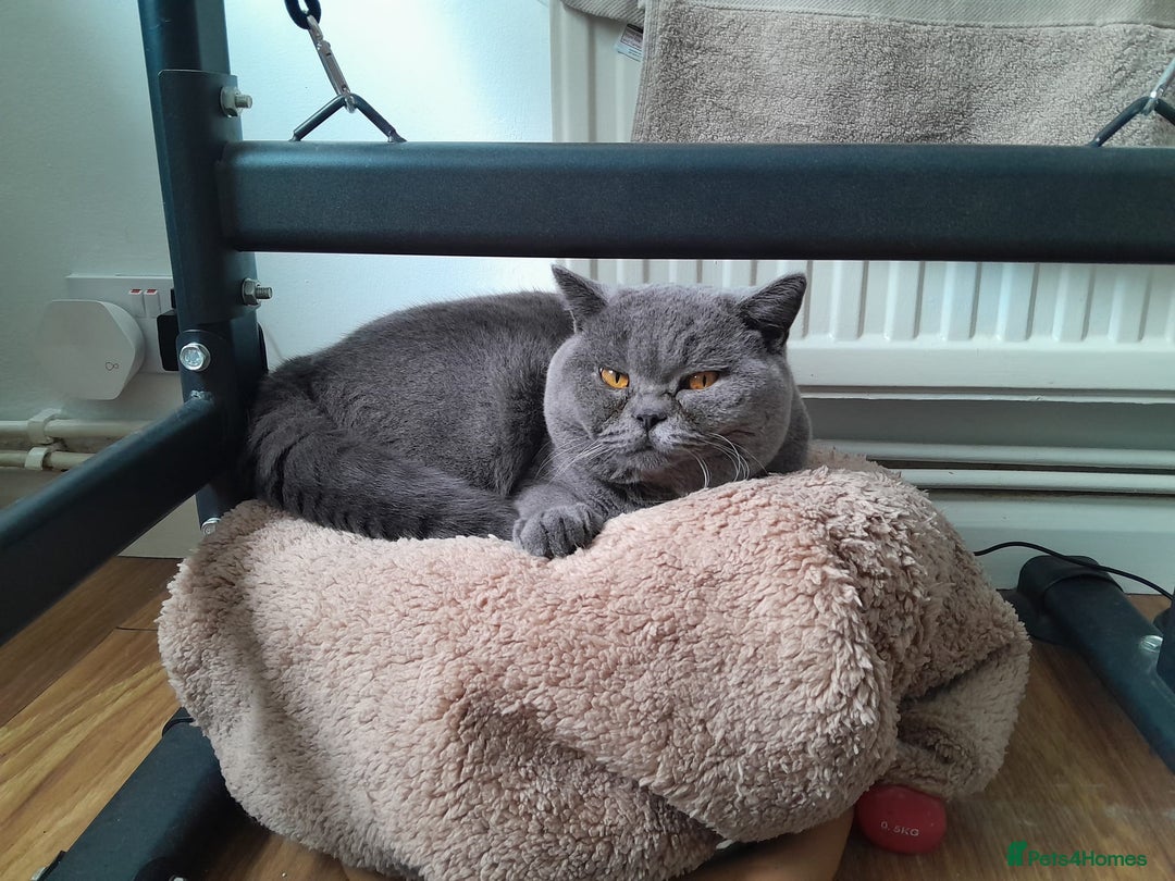 British Shorthair cats for stud: British Boy ❤️  - Image 4
