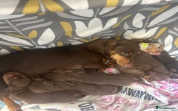 Dachshund dogs for sale: 🐾Dachshund puppies for sale 🐾 - Image 7