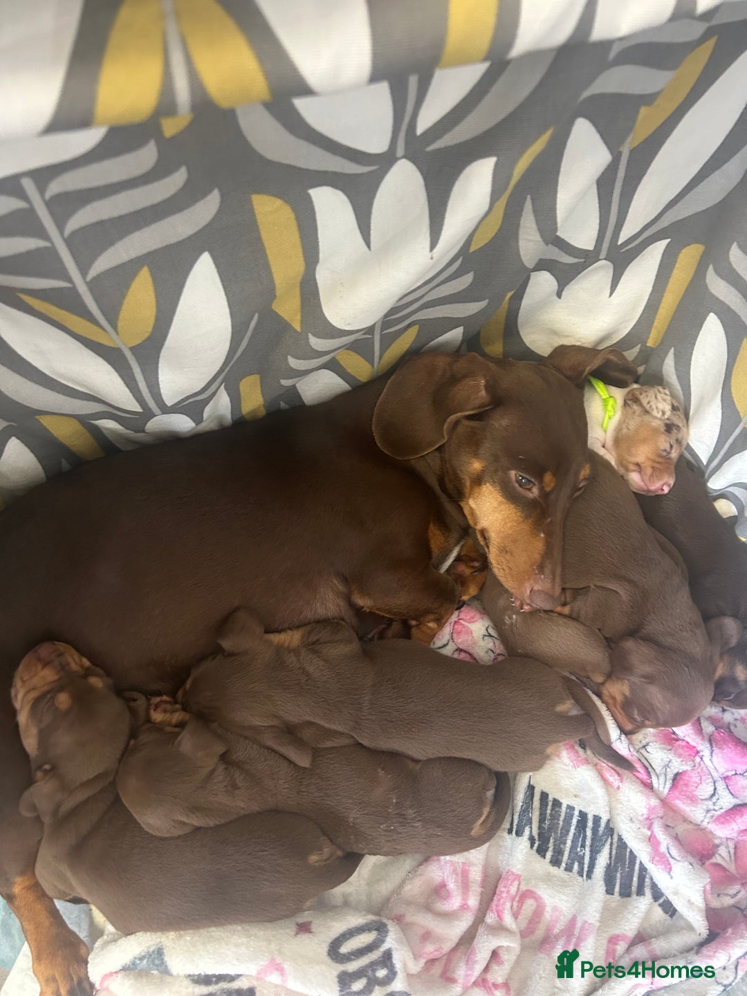 Dachshund dogs for sale: 🐾Dachshund puppies for sale 🐾 - Image 7