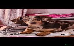 Dachshund dogs for sale: GORGEOUS GREEN EYED MERL GIRL & FAWN WIRE GIRL - Image 5