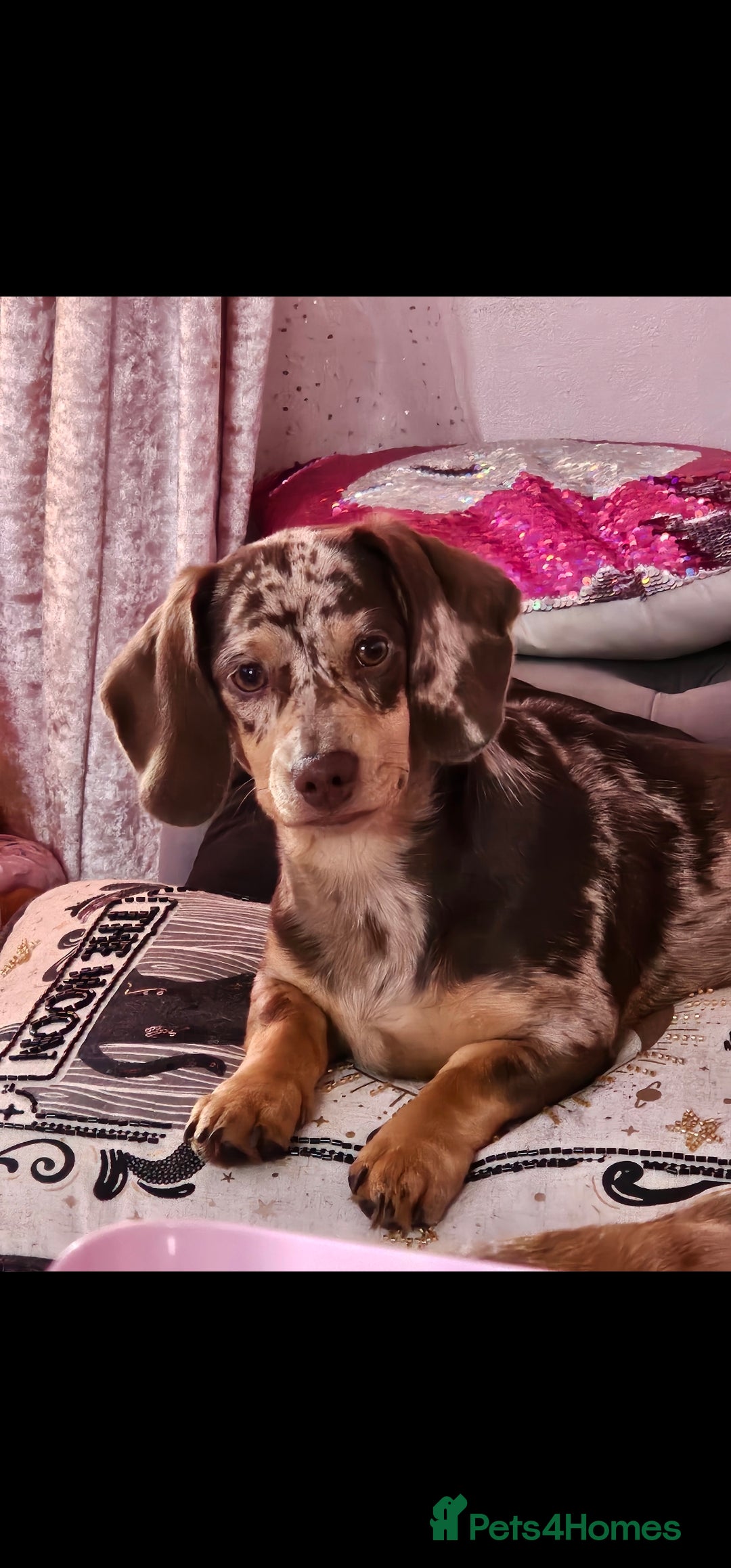 Dachshund dogs for sale: GORGEOUS GREEN EYED MERL GIRL & FAWN WIRE GIRL - Image 5