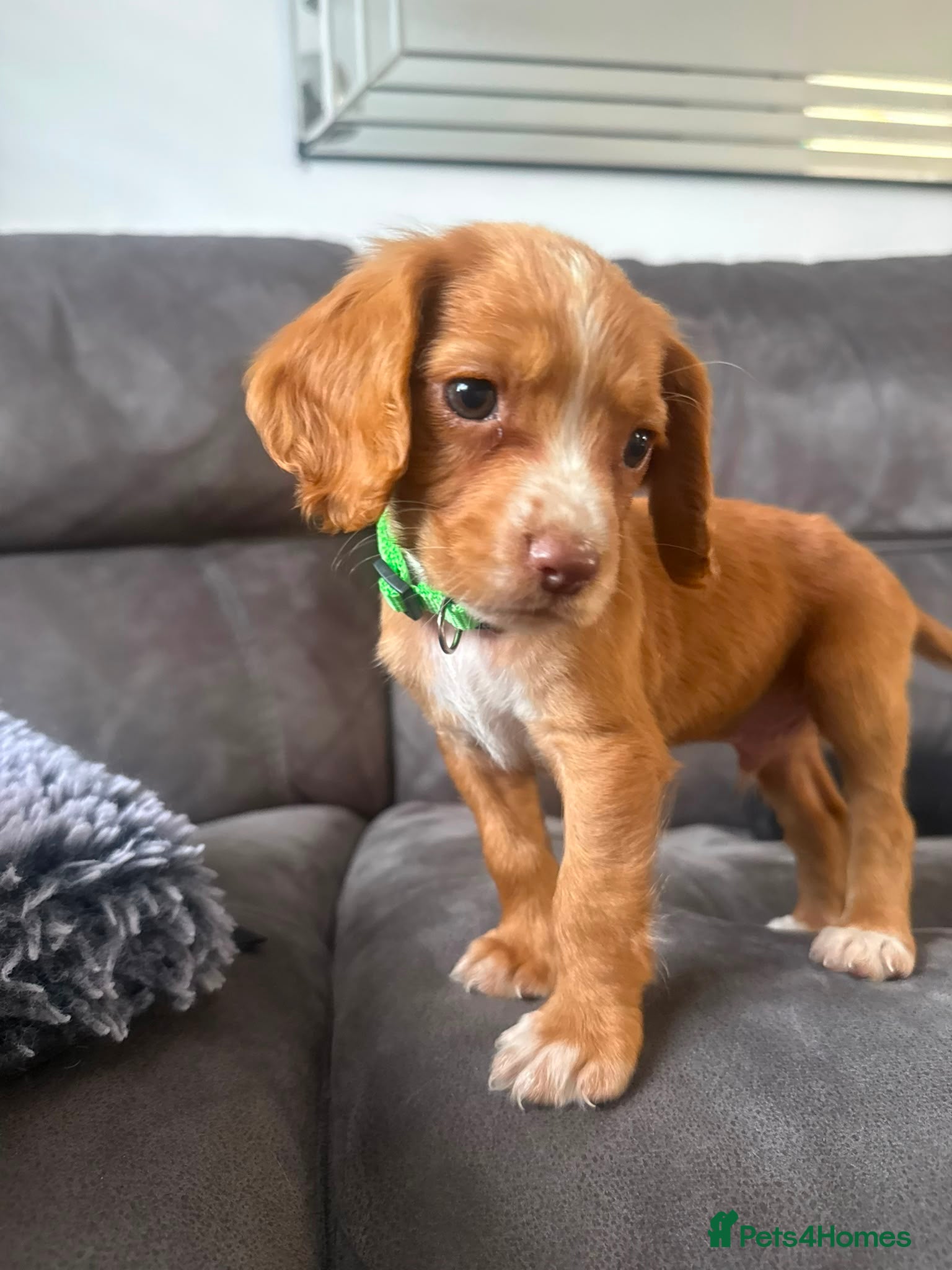 Cocker Spaniel dogs Working Cocker Spaniel Puppies - Advert 1