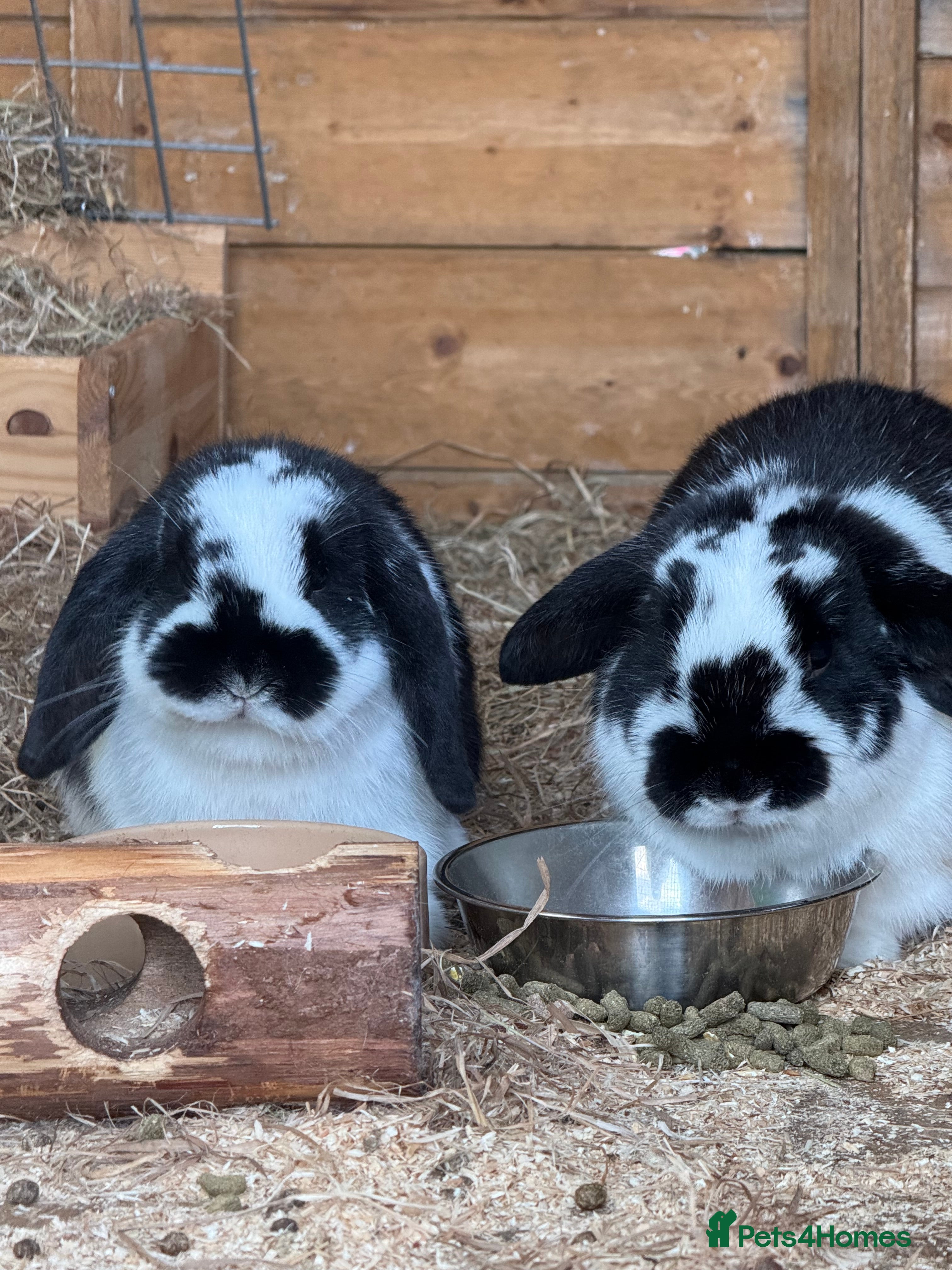 Mini Lop rabbits Mini lop buck - Advert 2