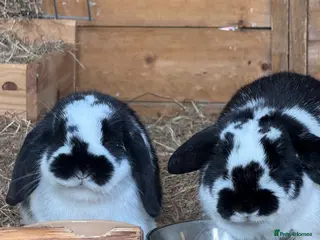 Mini Lop rabbits Mini lop buck - Advert 2