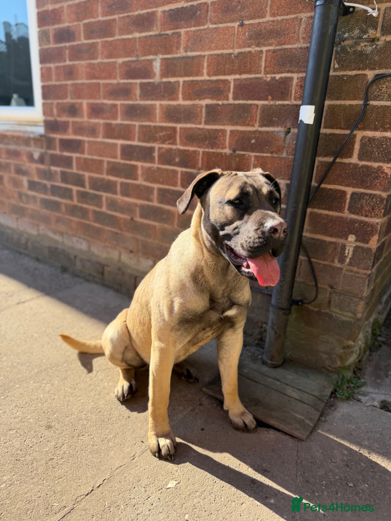 Presa Canario dogs Presa Canario Female  - Advert 1
