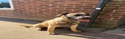 Presa Canario dogs for sale: Presa Canario Female  - Advert 2