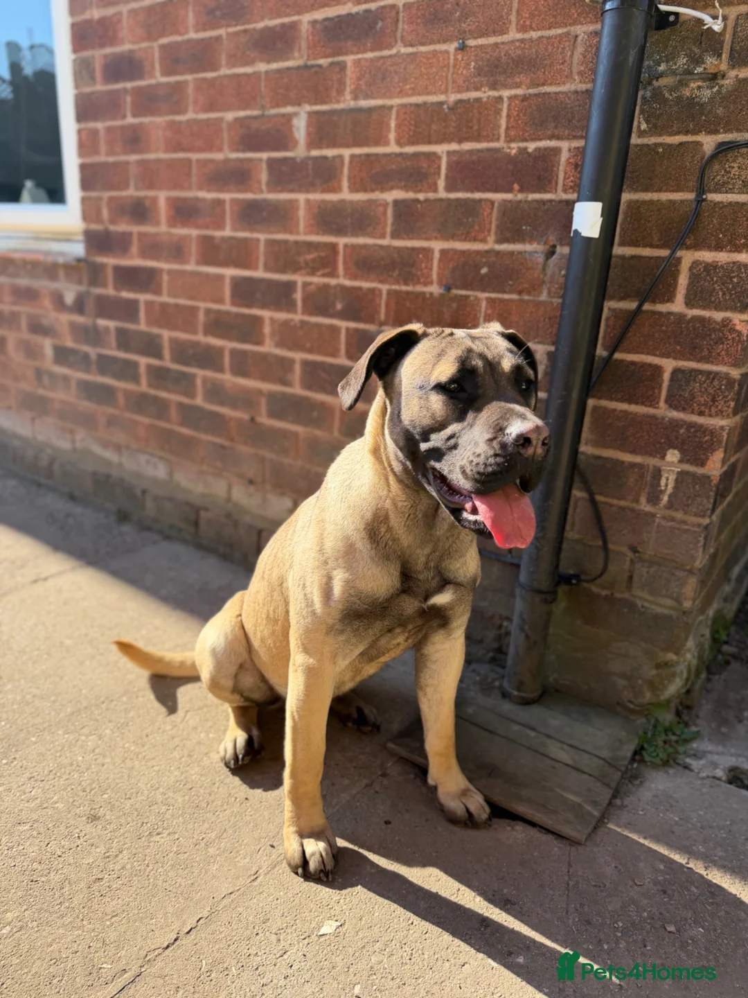 Presa Canario dogs for sale: Presa Canario Female  - Advert 2