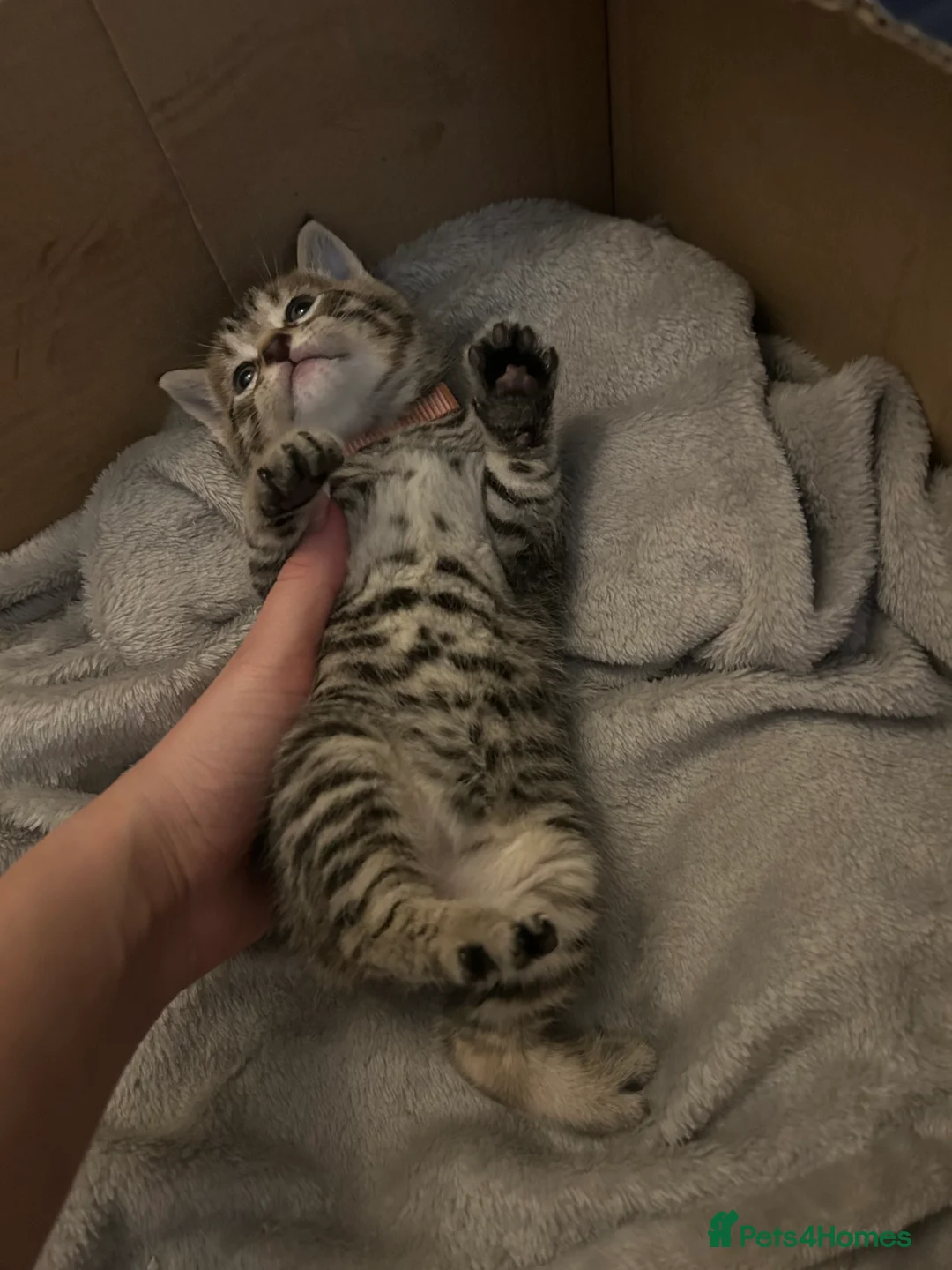 Mixed Breed cats for sale: Mixed Bengal Beautiful Kittens  - Advert 2