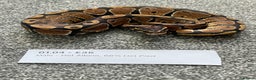 Python Snake reptiles for sale: Het Albino 66% Het Pied Royal Python (Ball Python) - Advert 6