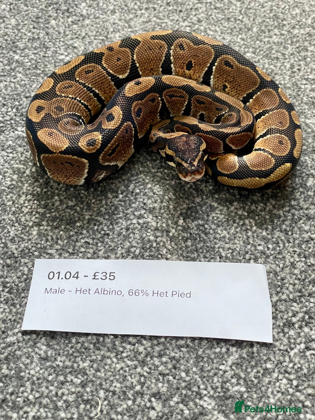 Python Snake reptiles for sale: Het Albino 66% Het Pied Royal Python (Ball Python) - Advert 6